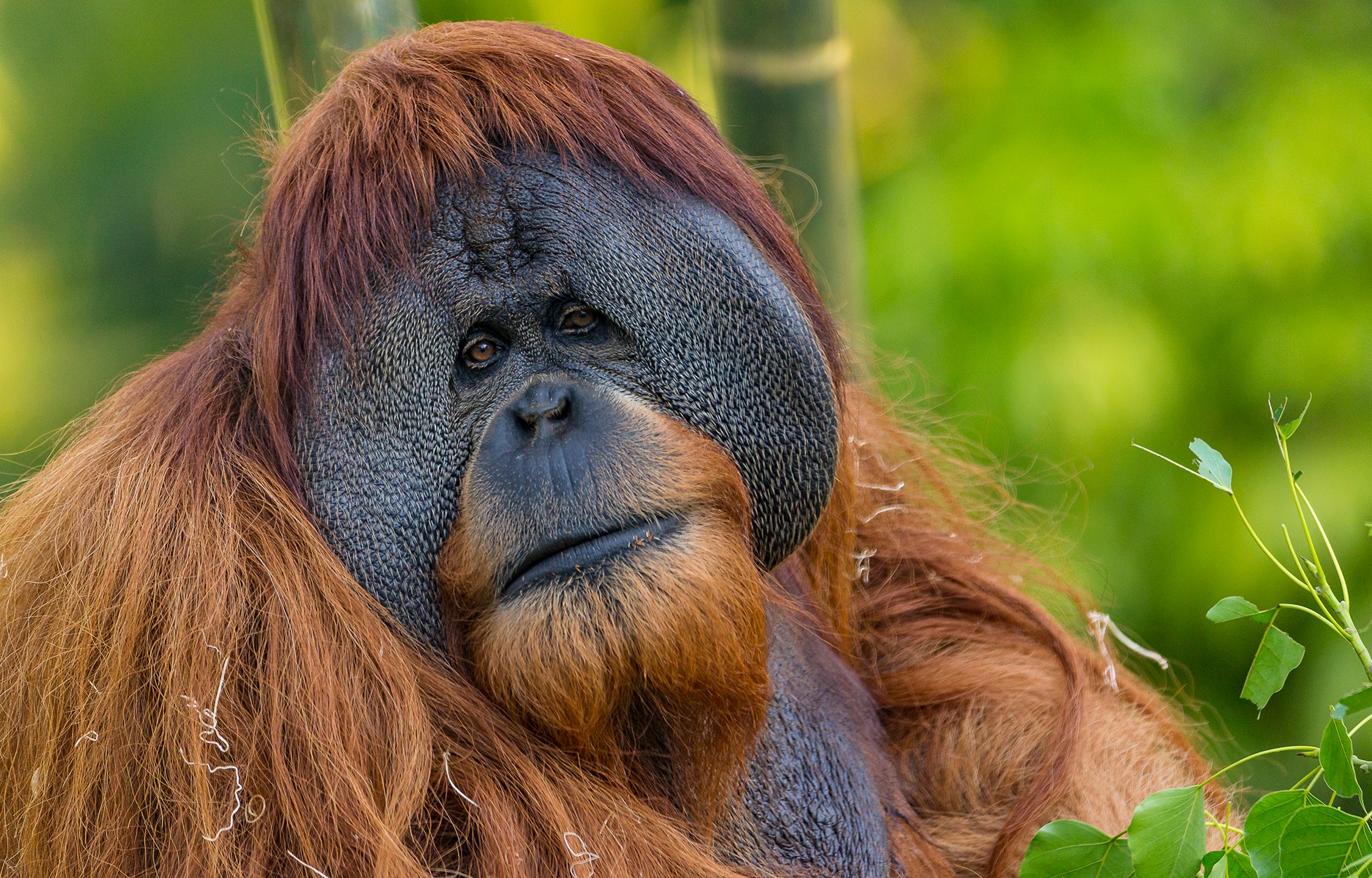 In a photo, date not known, provided by the San Diego Zoo is Satu, a male orangutan at the San Diego Zoo in San Diego. Satu, 26 died Wednesday, Dec. 22, 2021. The zoo announced Satu's death on social media on Thursday, saying the orangutan's cause of death is likely to be related to cancer. (Ken Bohn/San Diego Wildlife Alliance via AP)