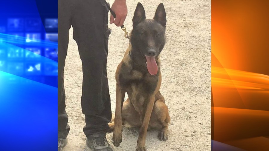 K-9 Aros is seen in a photo released by Escondido police.