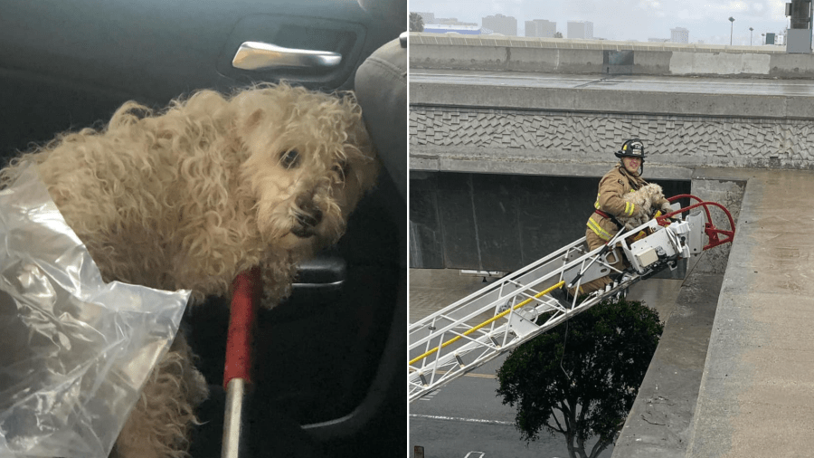 The El Segundo Fire Department on Dec. 27, 2021, released these images of a dog that was rescued from a freeway overpass in El Segundo.