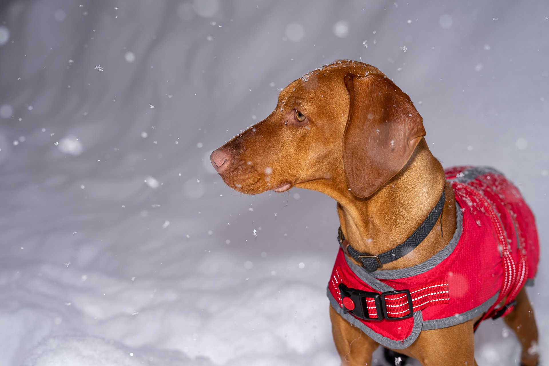 Mammoth Mountain received more than four feet of fresh snow between Dec. 14, 22021, and Dec. 15, 2021.