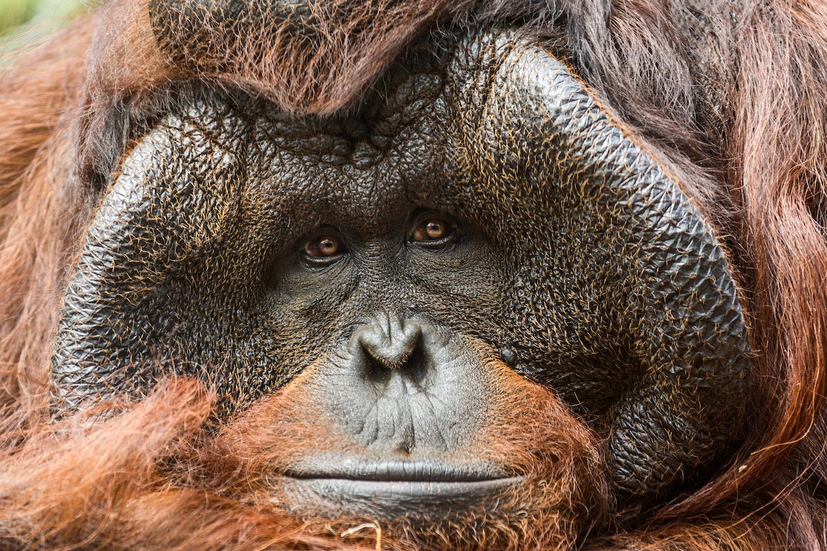 Bruno, a male orangutan at the Los Angeles Zoo who charmed staff and visitors there for nearly three decades, is seen in an undated photo. (L.A. Zoo)