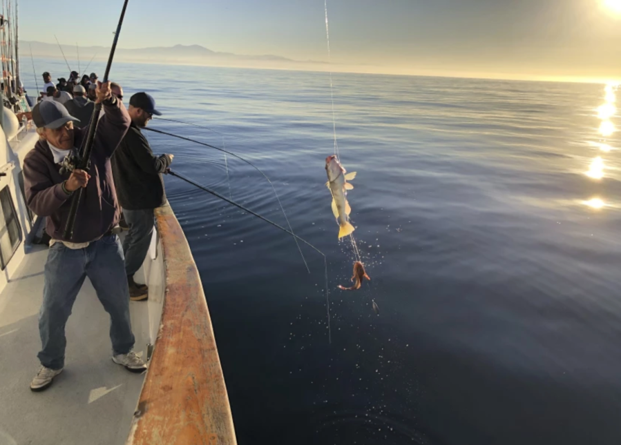 On Oct. 28, state officials reel in fish for testing after the oil spill that occurred earlier that month.(California Department of Fish and Wildlife )