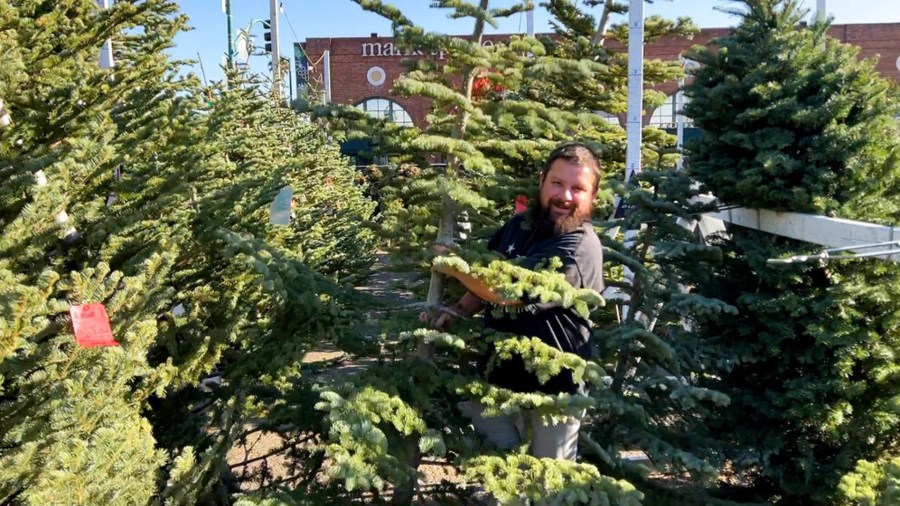 Chris Courchaine carries a Christmas tree he bought at Crystal River Christmas Trees in Alameda, Calif. on Nov. 26, 2021. (AP Photo/Terry Chea)