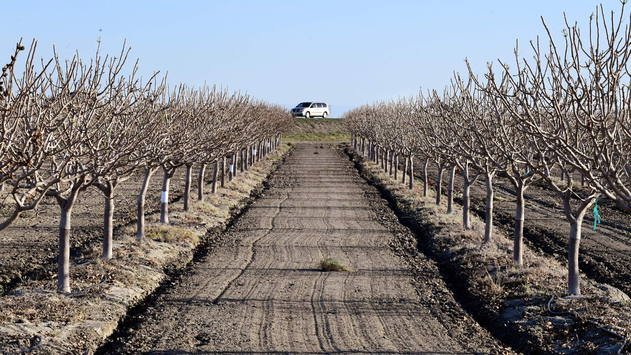 An orchard is seen on the outskirts of Kettleman City in California's San Joaquin Valley on April 2, 2021. (FREDERIC J. BROWN/AFP via Getty Images)