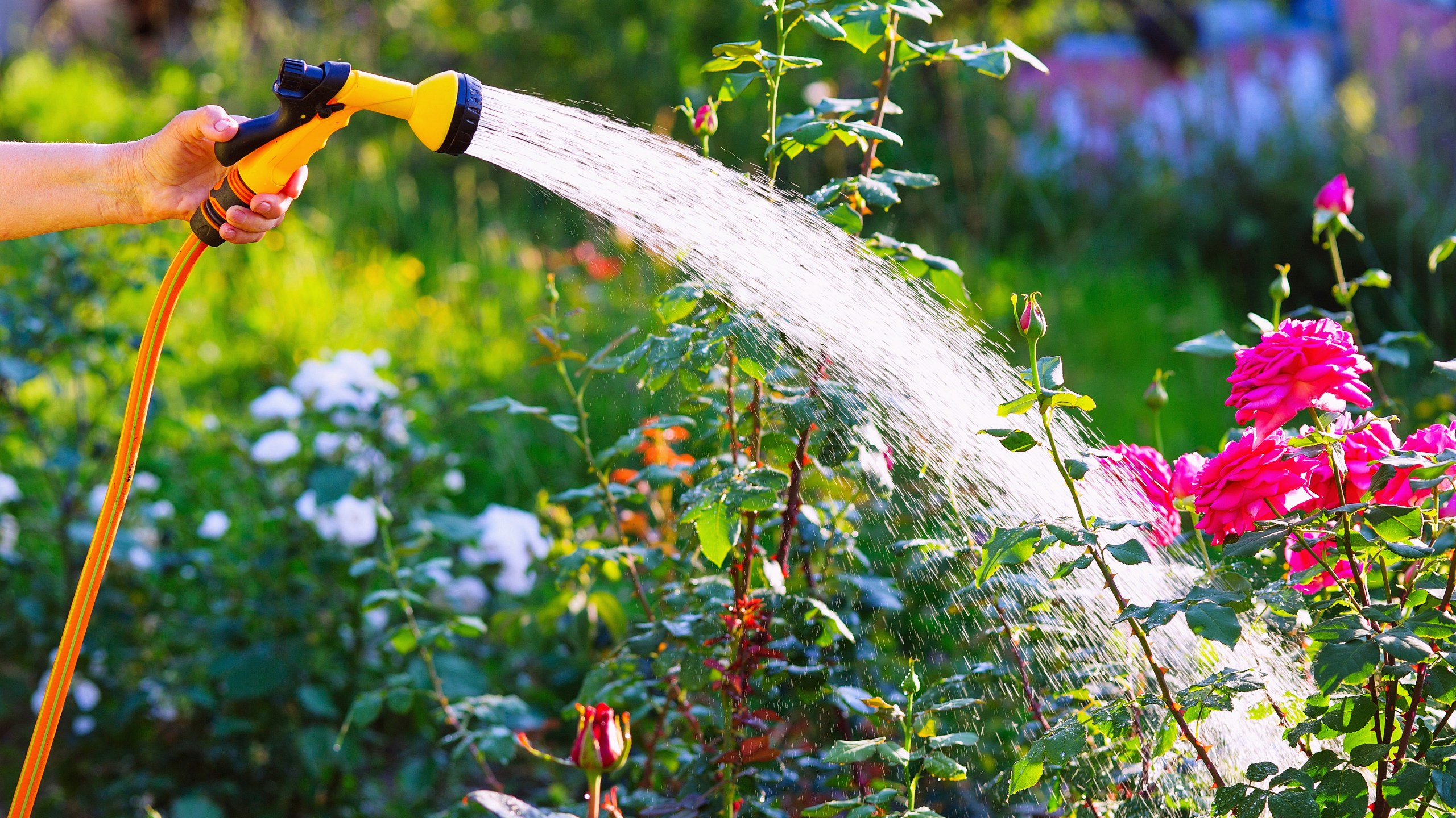 A woman waters plants in this undated file photo. (Getty Images)