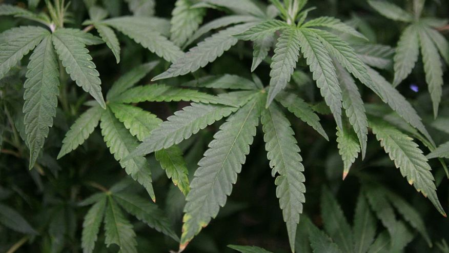 Leaves of a mature marijuana plant are seen in a file photo taken April 18, 2010 at the Cow Palace in Daly City, California. (Justin Sullivan/Getty Images)