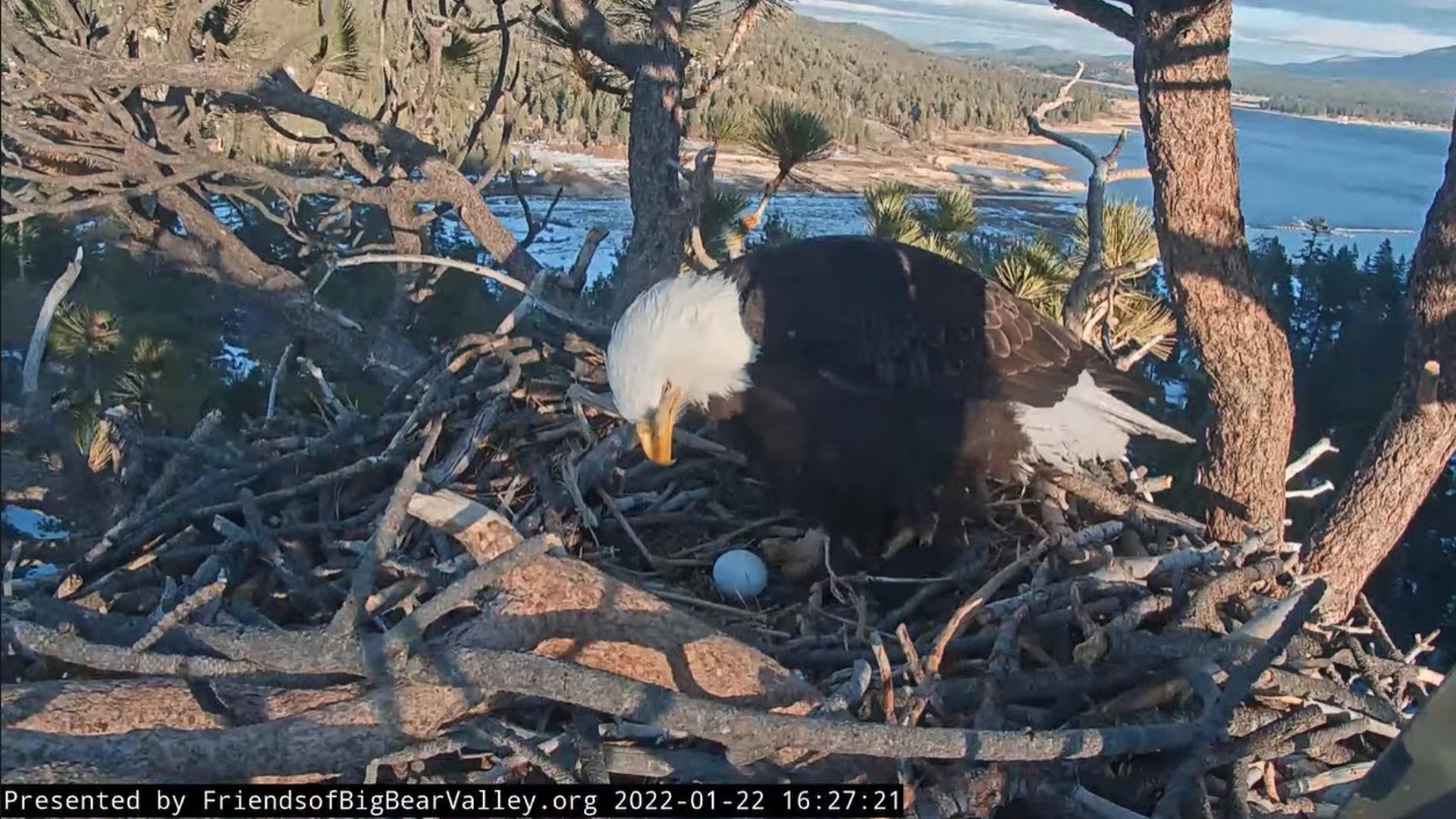 Jackie stands near her newly laid egg on Jan. 22, 2022. (Friends of Big Bear Valley via San Bernardino National Forest)