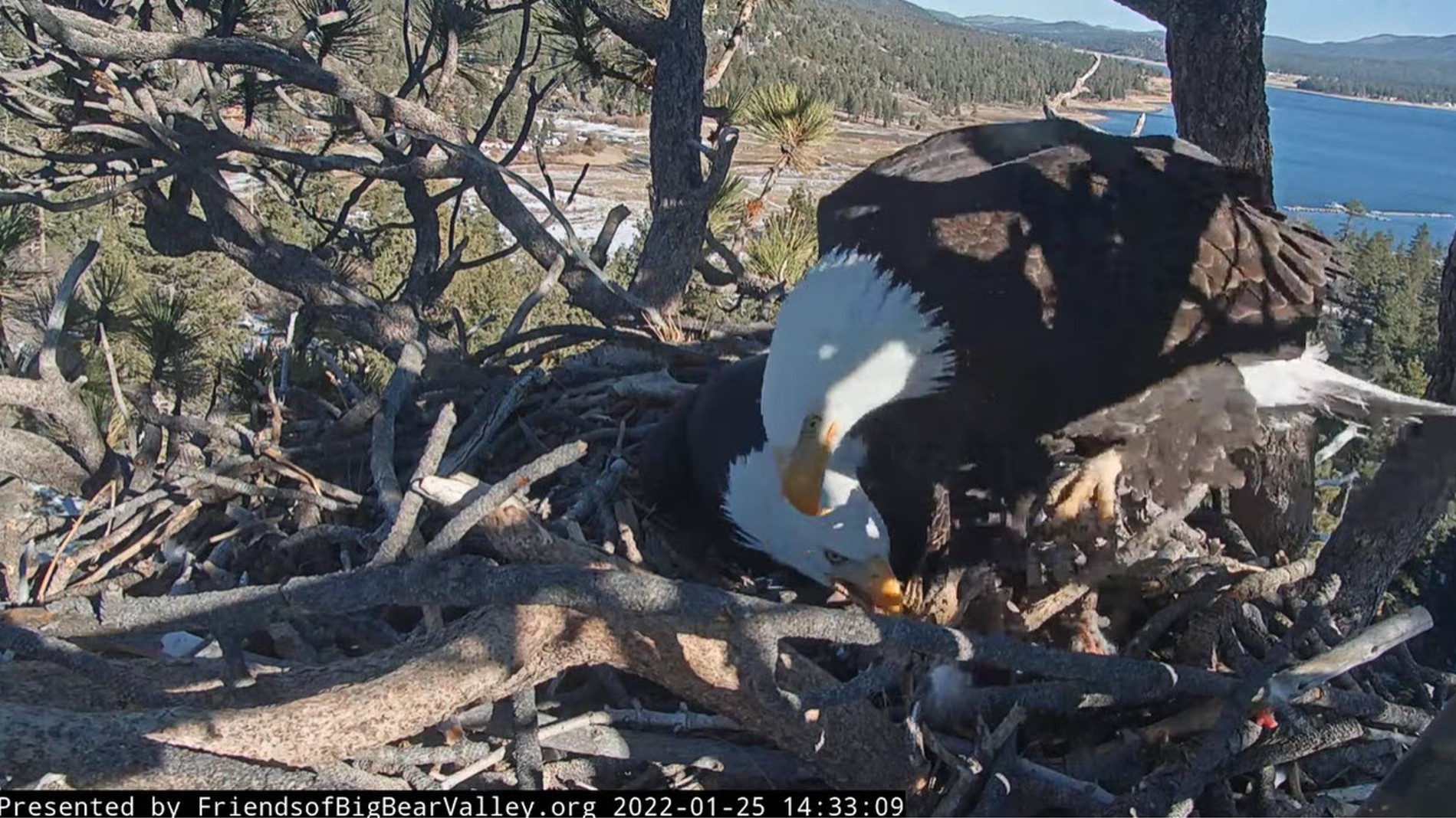 Jackie and Shadow look over the latest egg in their nest on Jan. 25, 2022. (Friends of Big Bear Valley via San Bernardino National Forest)