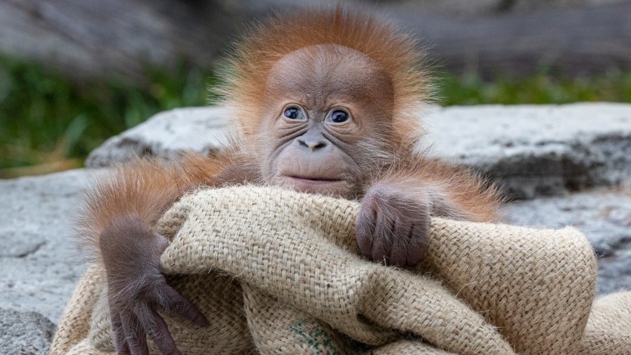 Kaja is seen in a photo released by the San Diego Zoo.