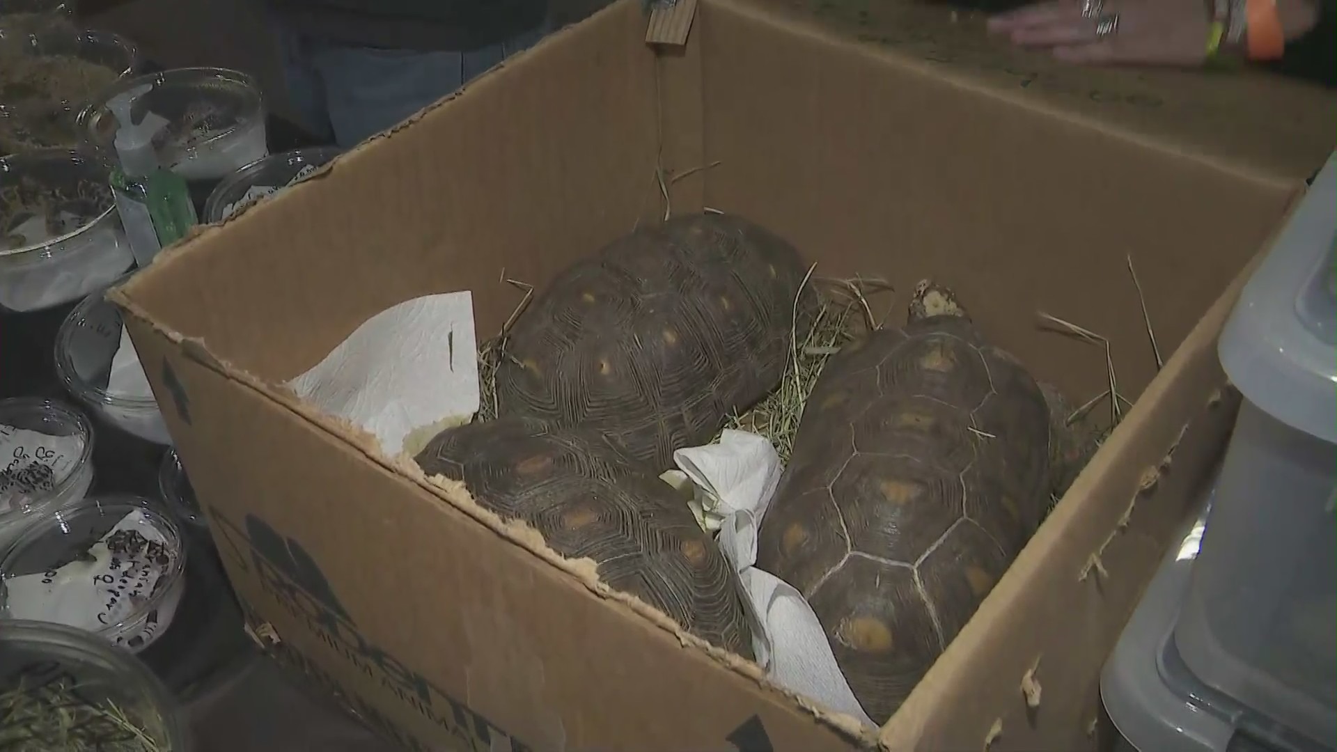 Turtles and other reptiles were the draw for the Reptile Super Show in Pomona on Jan. 22, 2022. (KTLA)