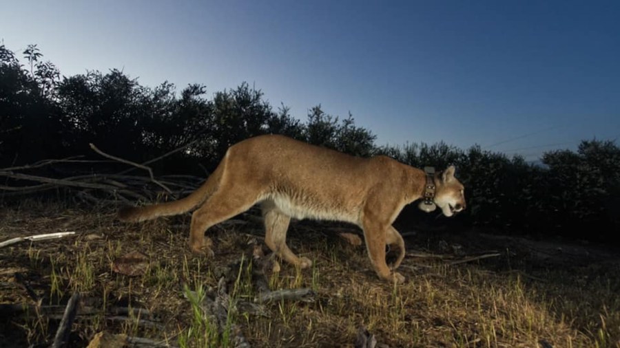 A GPS-collared mountain lion in the Santa Monica Mountains is seen in a file photo from Aug. 18, 2021. (National Park Service)