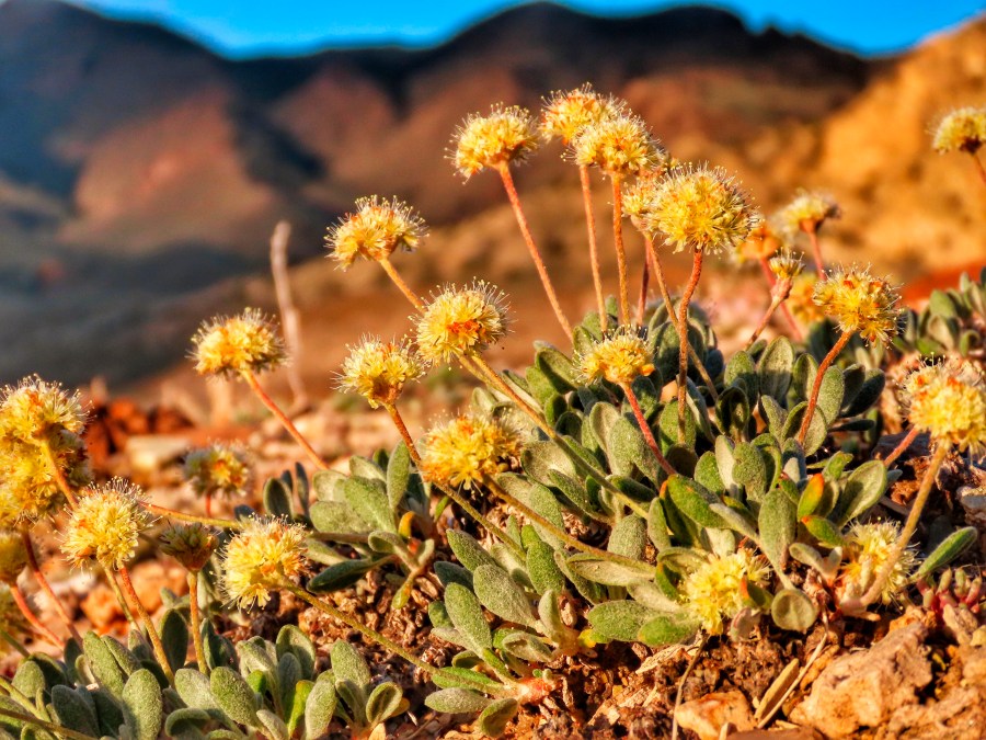 In this photo taken June 1, 2019, by Patrick Donnelly of the Center for Biological Diversity is the rare desert wildflower Tiehm's buckwheat in the Silver Peak Range about 120 miles south of Reno, Nev. The U.S. Fish and Wildlife Service has proposed designating the high-desert range halfway between Reno and Las Vegas as critical habitat for the Tiehm's buckwheat. It is also the site of a proposed lithium mine by the Australian-based Ioneer USA Corp. (Patrick Donnelly/Center for Biological Diversity via AP)