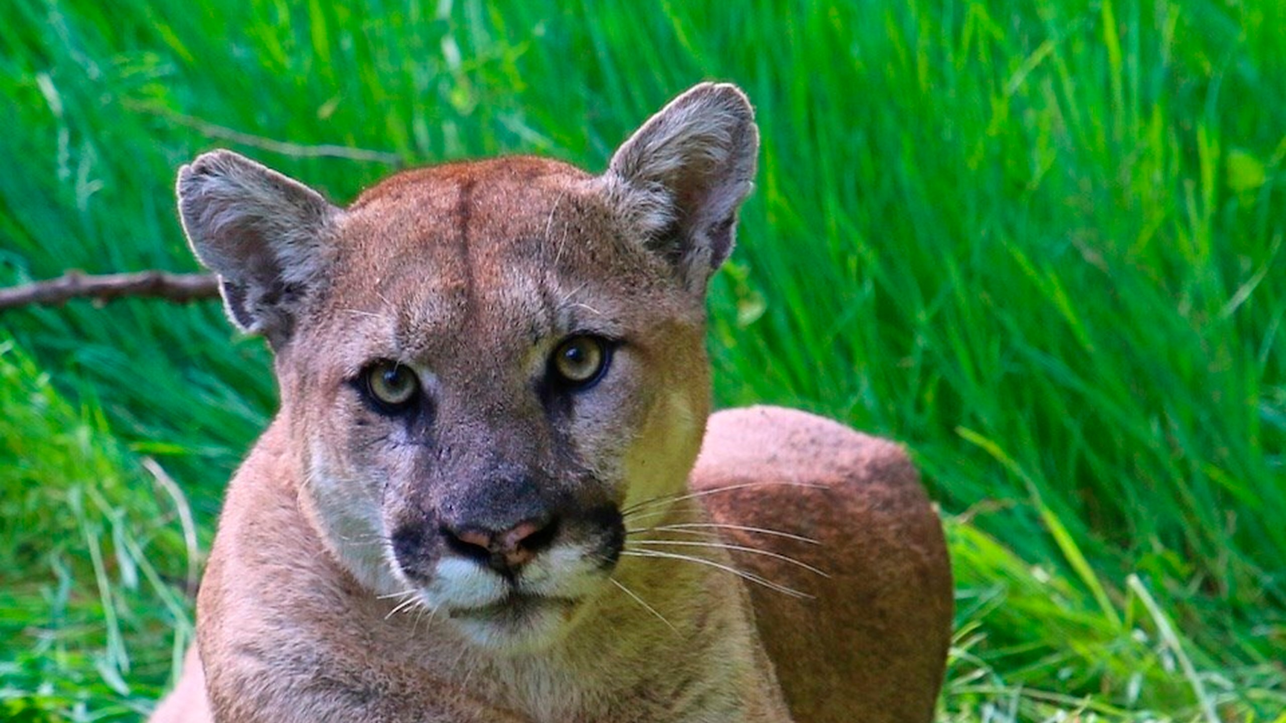 This undated photo provided by the U.S. National Park Service shows a mountain lion known as P-38, photographed in the Santa Monica Mountain range on Sept. 11, 2019. Woodside, Calif.'s plan to declare itself a mountain lion sanctuary as a way to avoid having to build affordable housing is against the law, the state attorney general said Sunday, Feb. 6, 2022. The wealthy Silicon Valley enclave announced in a memorandum that it was exempt from a new state housing law that allows for duplex development on single-family lots because the entire town is habitat for endangered cougars. (National Park Service, via AP, File)