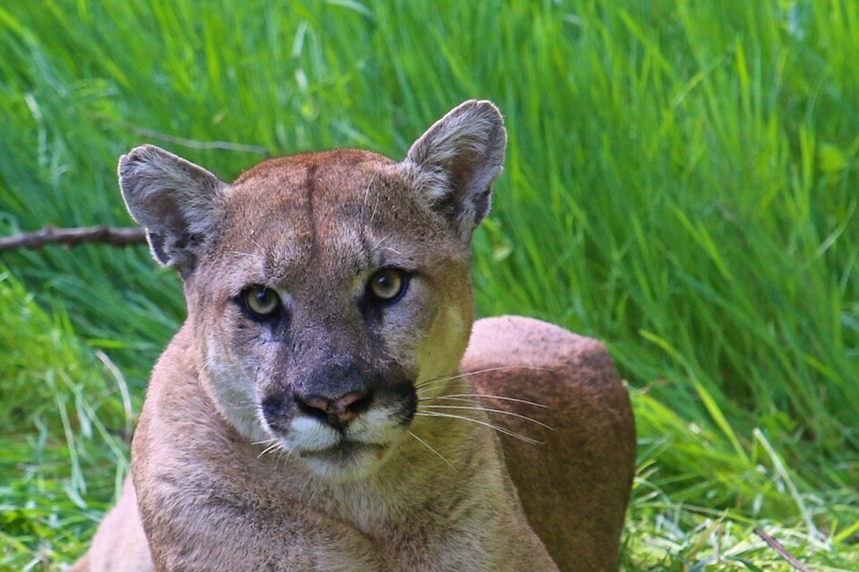 This undated photo provided by the U.S. National Park Service shows a mountain lion known as P-38, photographed in the Santa Monica Mountain range on Sept. 11, 2019. Woodside, Calif.'s plan to declare itself a mountain lion sanctuary as a way to avoid having to build affordable housing is against the law, the state attorney general said Sunday, Feb. 6, 2022. The wealthy Silicon Valley enclave announced in a memorandum that it was exempt from a new state housing law that allows for duplex development on single-family lots because the entire town is habitat for endangered cougars. (National Park Service, via AP, File)