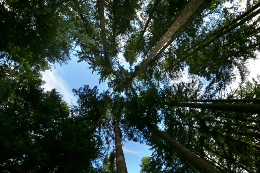 Trees grow on forest land adjacent to Mount Rainier National Park on Nov. 23, 2015. (Ted S. Warren/Associated Press)