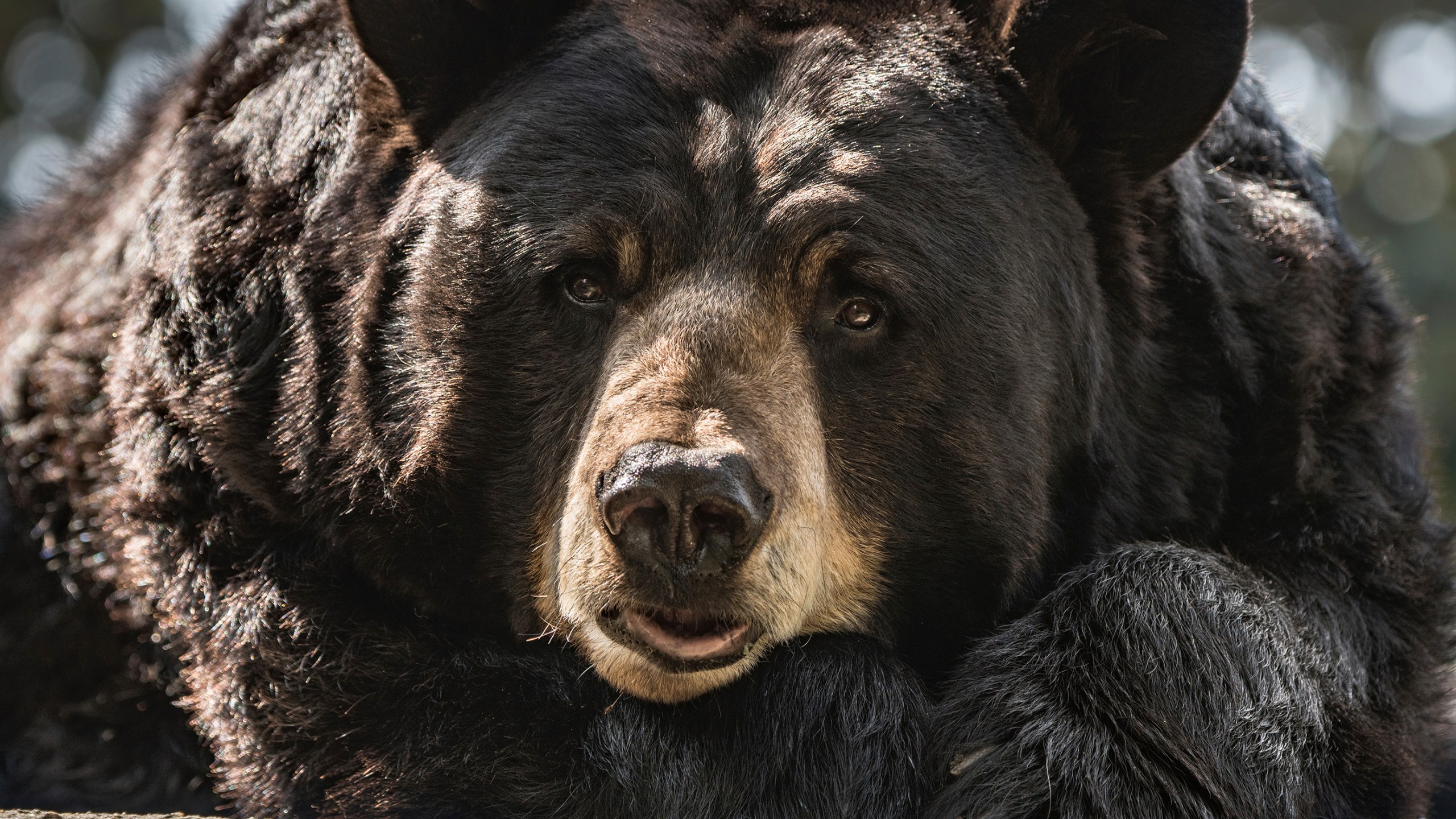 This May 15, 2018 photo provided by the Los Angeles Zoo shows Ranger a 25-year old male American black bear at the Los Angeles Zoo. (Jamie Pham/LA Zoo via Associated Press)