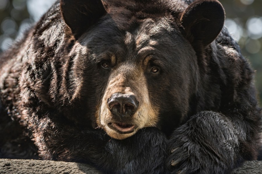 This May 15, 2018 photo provided by the Los Angeles Zoo shows Ranger a 25-year old male American black bear at the Los Angeles Zoo. (Jamie Pham/LA Zoo via Associated Press)