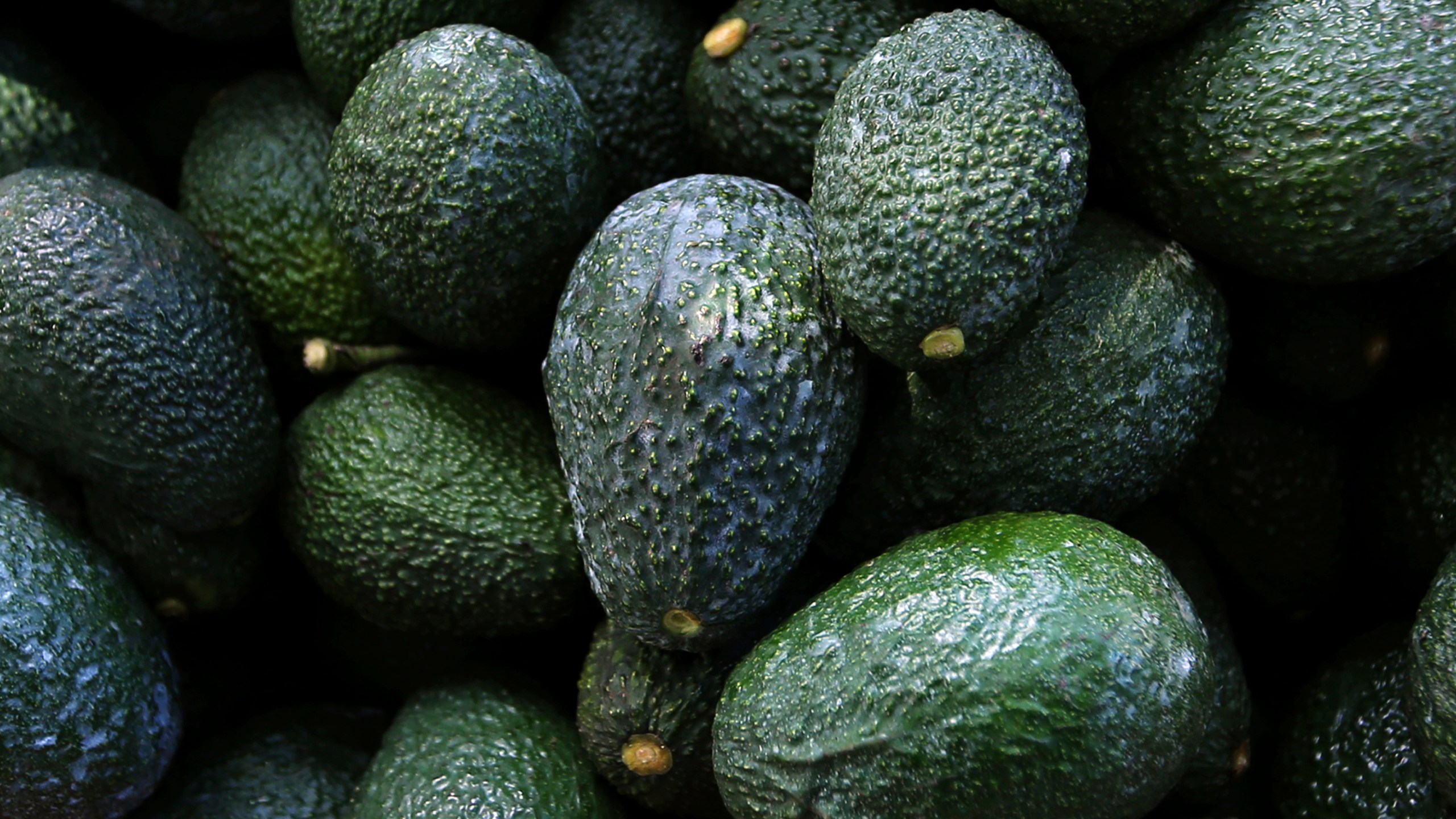 Recently harvested avocados at an orchard near Ziracuaretiro, Michoacan state, Mexico, Oct. 1, 2019. (AP Photo/Marco Ugarte, File)