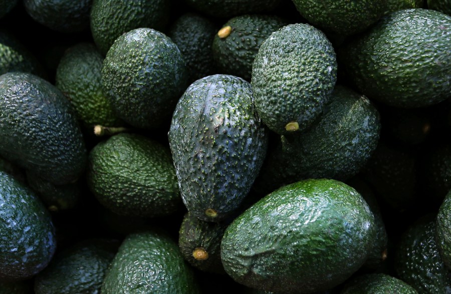 Recently harvested avocados at an orchard near Ziracuaretiro, Michoacan state, Mexico, Oct. 1, 2019. (AP Photo/Marco Ugarte, File)