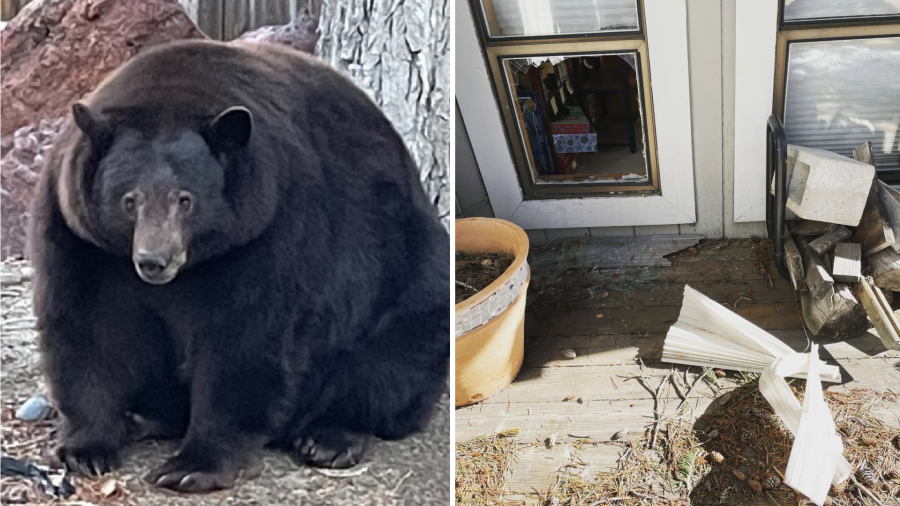 Hank the Tank is seen in a photo courtesy of the BEAR League. On the right, a broken window is seen after the bear apparently got into a home on Feb. 18, 2022. (South Lake Tahoe Police Department)