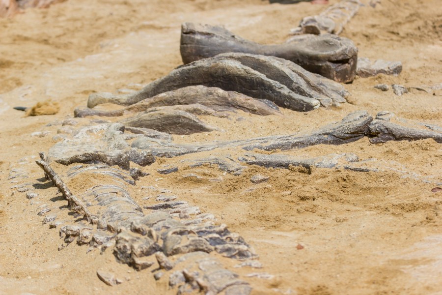 This file photo shows dinosaur fossils in an educational simulated excavation. (Getty Images)