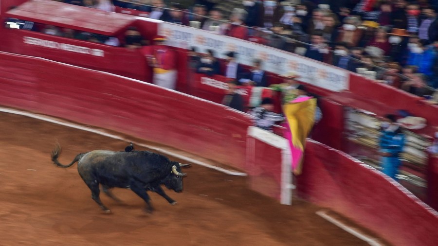 A bull is seen in Plaza Mexico bullring during a bullfight in the Plaza Mexico bullring during its 76th anniversary, in Mexico City, on February 5, 2022. - After five centuries, bullfighting could be banished from Mexico City by a parliamentary initiative. (PEDRO PARDO/AFP via Getty Images))