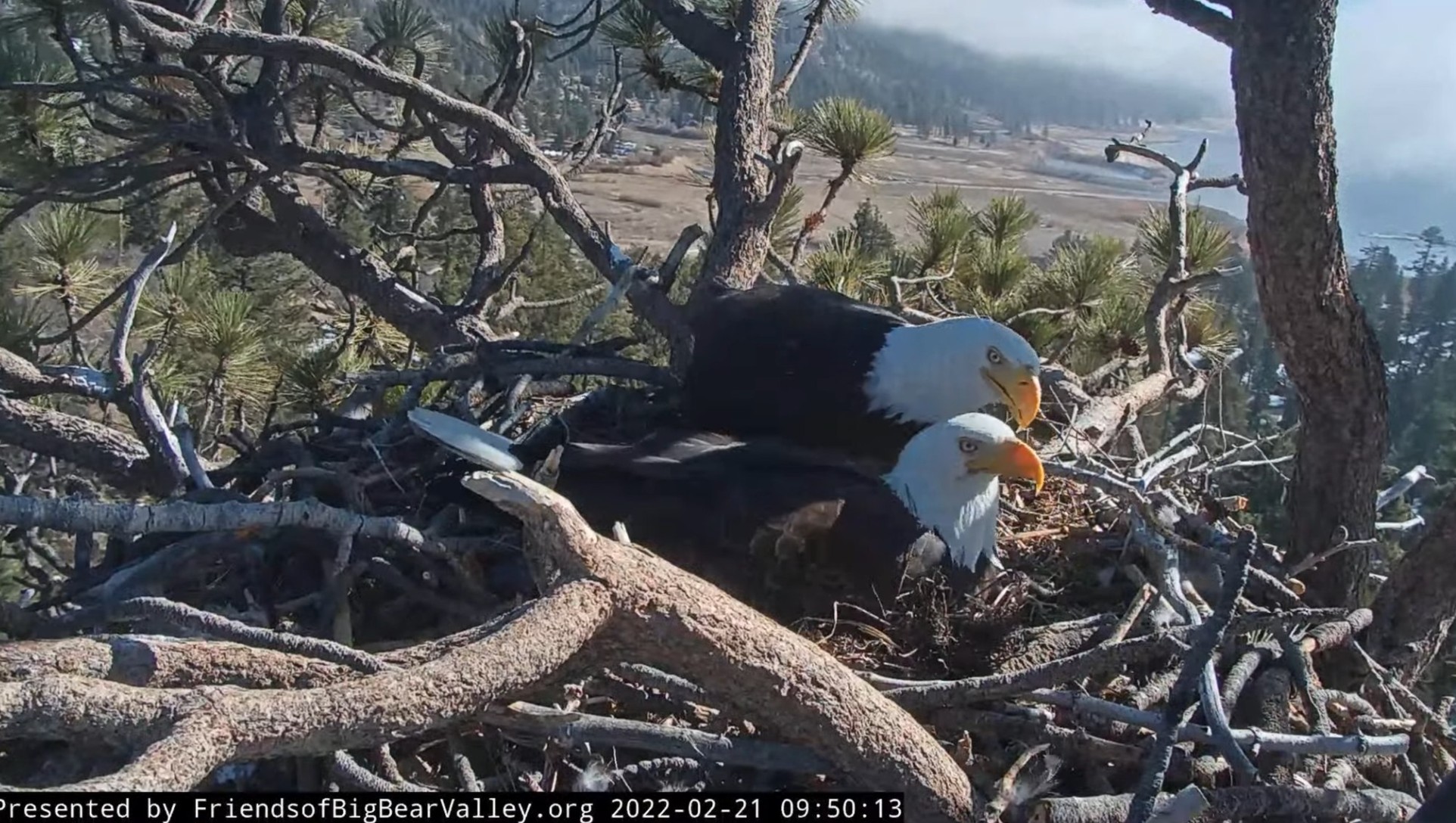 Jackie and Shadow are seen in their Big Bear nest on Feb. 22, 2022. (Friends of Big Bear Valley)