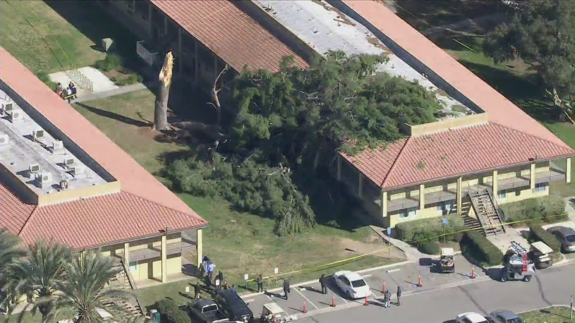 A tree fell on Cal Baptist University in Riverside on Feb. 2, 2022. (KTLA)