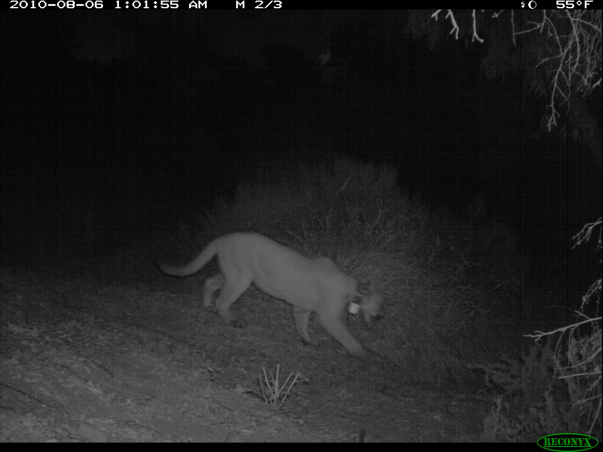 A collared mountain lion, not P-104, is spotted near Mulholland Highway in August 2010. (Santa Monica Mountains via Flickr)