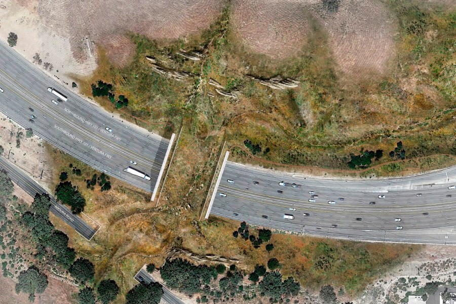 This undated illustration provided by the National Wildlife Federation shows a rendering of a wildlife bridge crossing over U.S. Highway 101 between two separate open space preserves on conservancy lands in the Santa Monica Mountains in Agoura Hills.