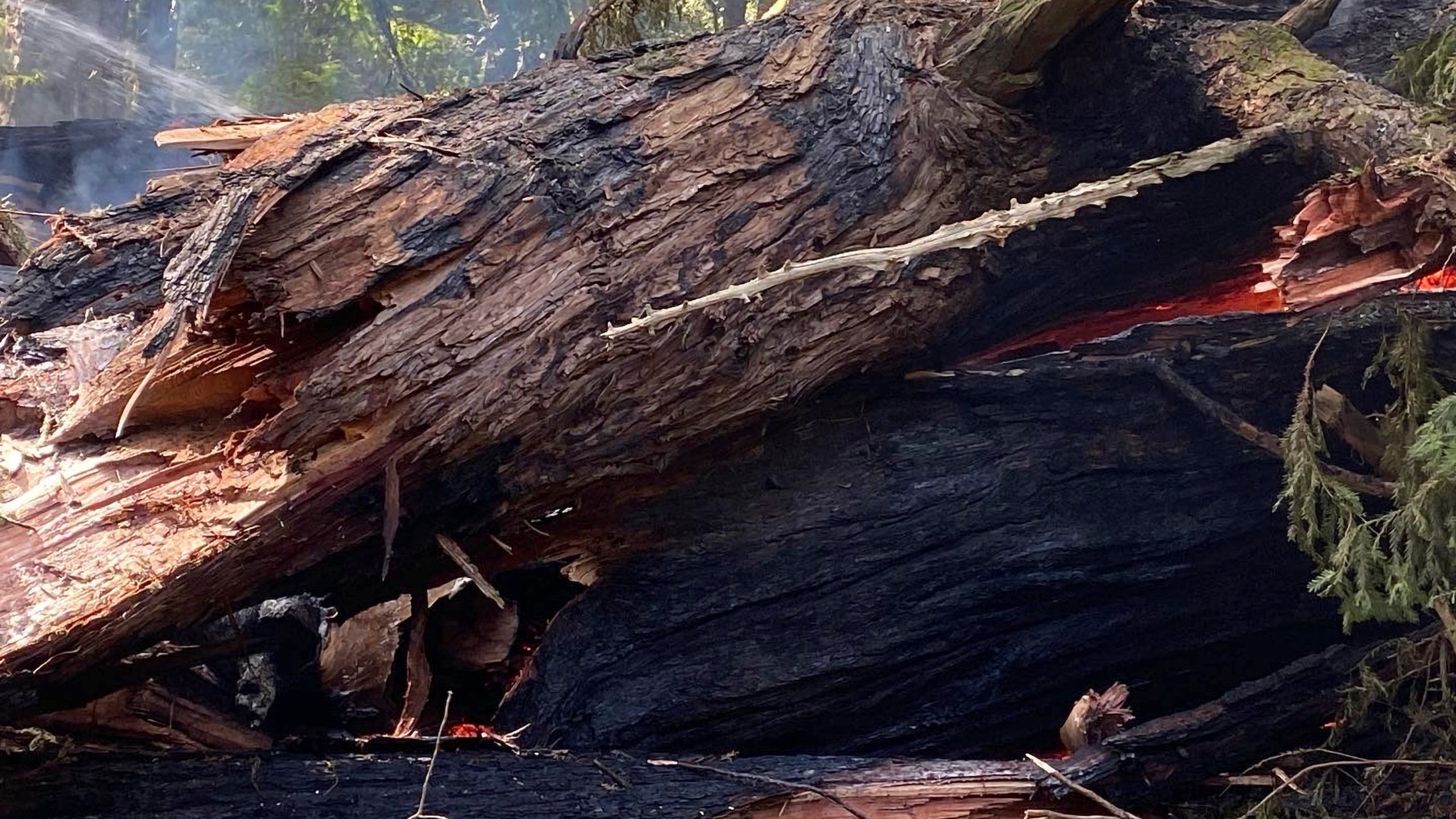 This photo provided by California State Parks shows the Pioneer Tree one of the few remaining old-growth coastal redwoods at Samuel P. Taylor State Park on March 24, 2022, after it collapsed from a fire. (California State Parks via AP)