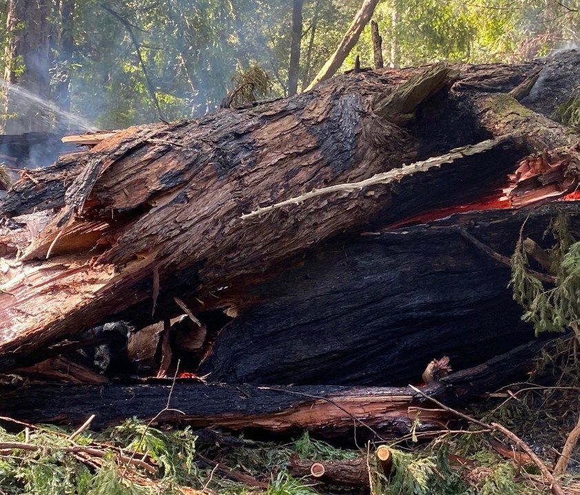 This photo provided by California State Parks shows the Pioneer Tree one of the few remaining old-growth coastal redwoods at Samuel P. Taylor State Park on March 24, 2022, after it collapsed from a fire. (California State Parks via AP)