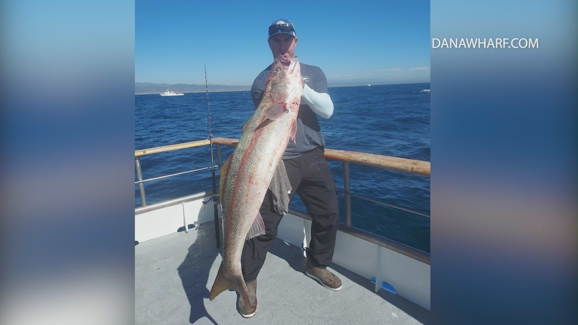 Anglers reeled in a 45-pound seabass off the Oceanside coast on March 7, 2022. (Dana Wharf Sportfishing & Whale Watching)