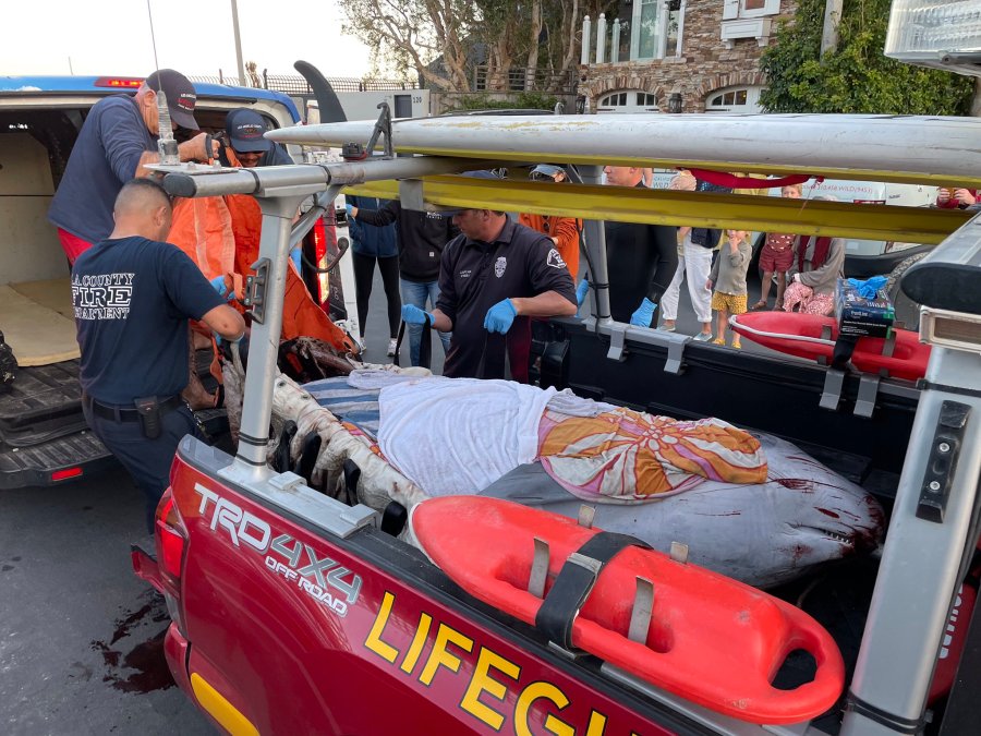 A pygmy sperm whale was stranded then rescued on a Malibu beach is seen on March 6, 2022, before being euthanized. (Los Angeles County Fire Department, Lifeguard Division)