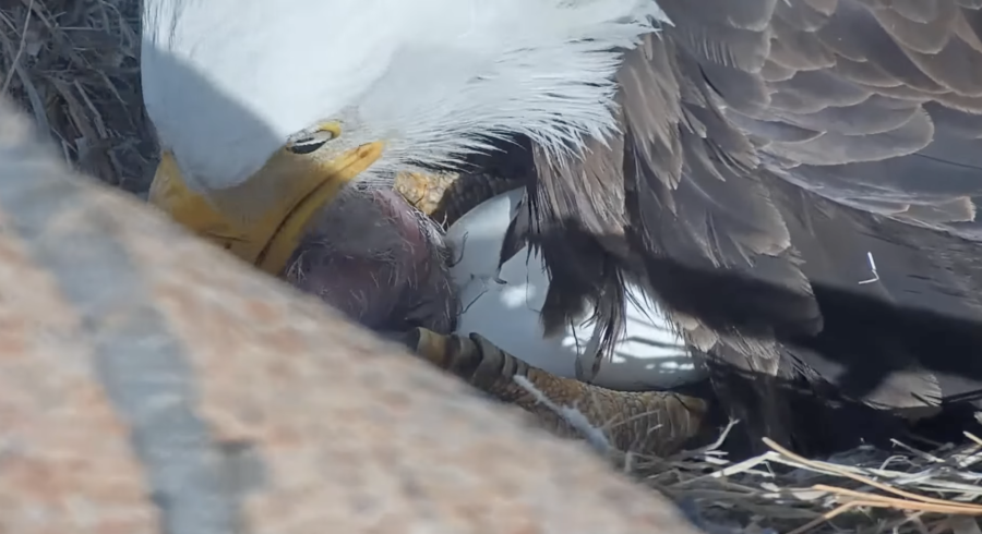 Jackie and Shadow are seen with their eggs on March 2, 2022, the day one of the chicks hatched in Big Bear Lake. (Friends of Big Bear/ Big Bear Bald Eagle Cam)