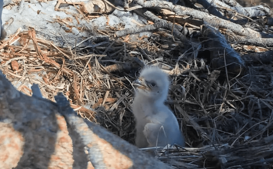 Friends of Big Bear Valley shared this image from Jackie and Shadow’s nest.