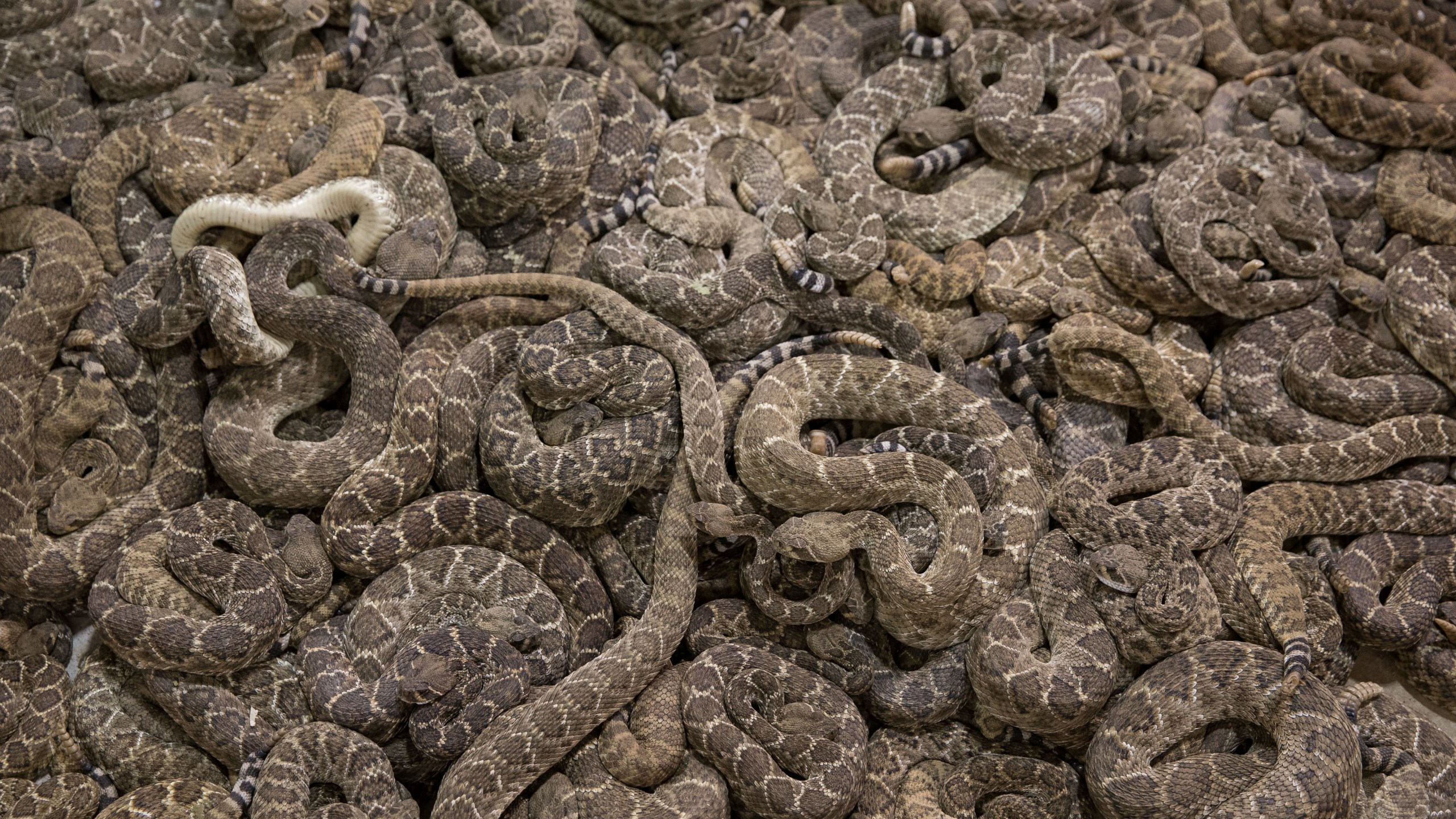 Rattlesnakes fill a viewing pit during the Sweetwater Rattlesnake Roundup at Nolan County Coliseum? in Sweetwater, Texas on March 10, 2018. (Loren Elliott/AFP via Getty Images)