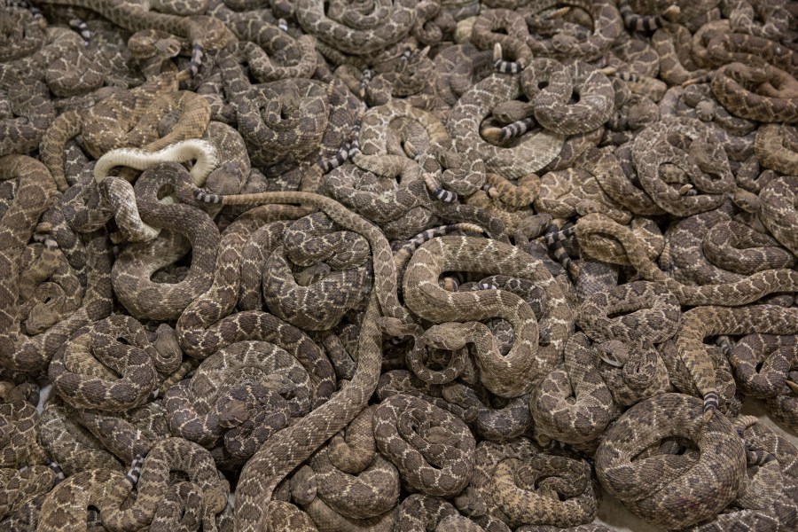 Rattlesnakes fill a viewing pit during the Sweetwater Rattlesnake Roundup at Nolan County Coliseum? in Sweetwater, Texas on March 10, 2018. (Loren Elliott/AFP via Getty Images)