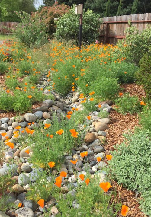 A poppy rock garden is seen in a photo shared the Metropolitan Water District of Southern California.