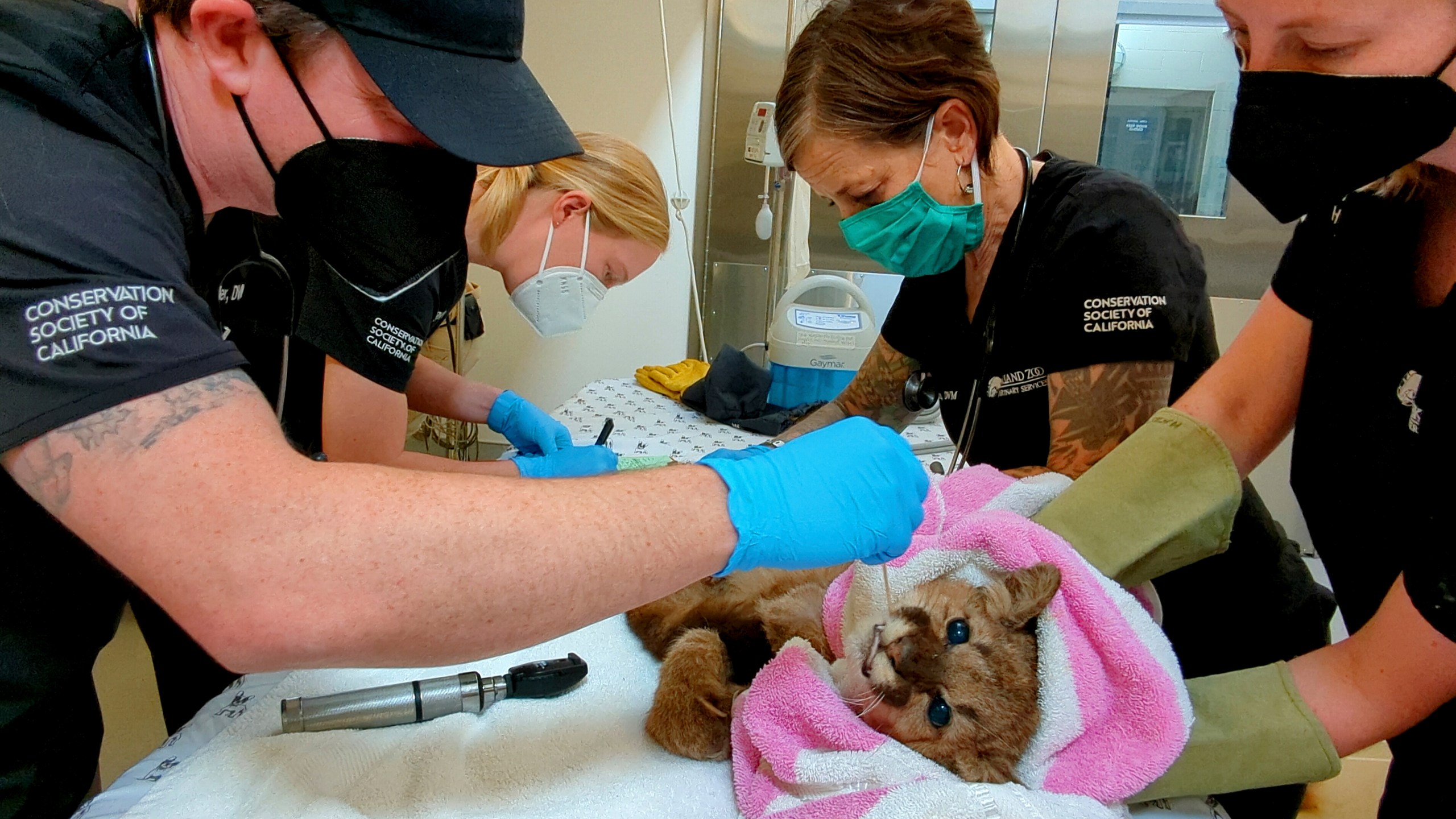 Oakland Zoo veterinary team conduct an initial exam on an emaciated mountain lion cub on April 10, 2022, after receiving it from the California Department of Fish and Wildlife. (Oakland Zoo via AP)