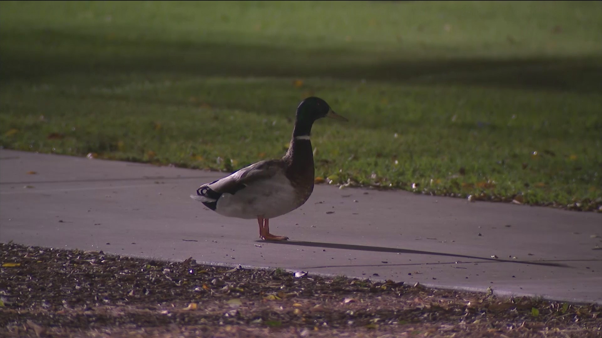 Police are investigating after four ducks, like this one shown on April 22, 2022, were shot at a Costa Mesa park. (KTLA)