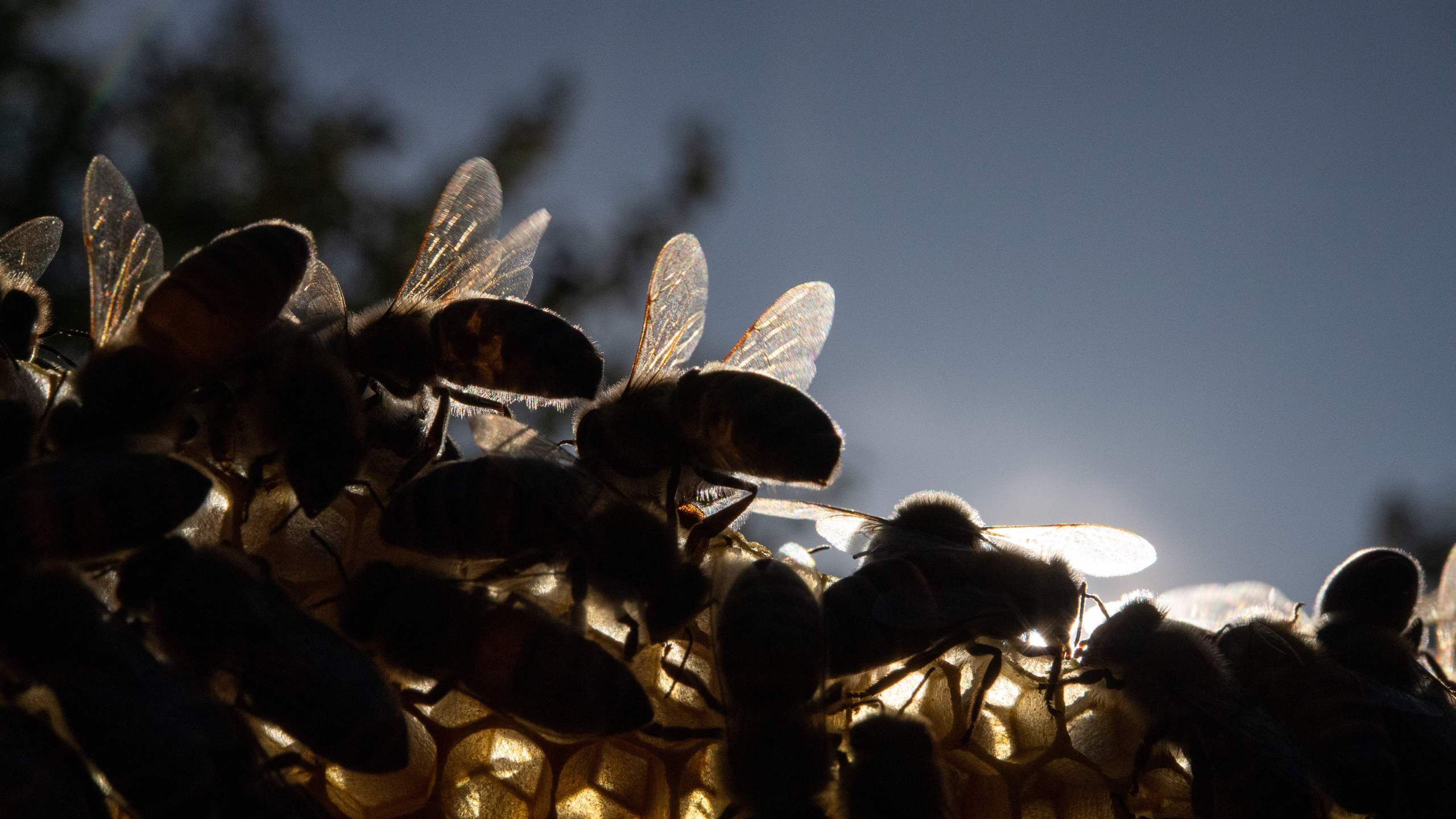 Picture taken on Sep. 19, 2019 shows honeybees resting on a comb in Stuttgart, southern Germany. (Sebastian Gollnow/AFP via Getty Images)