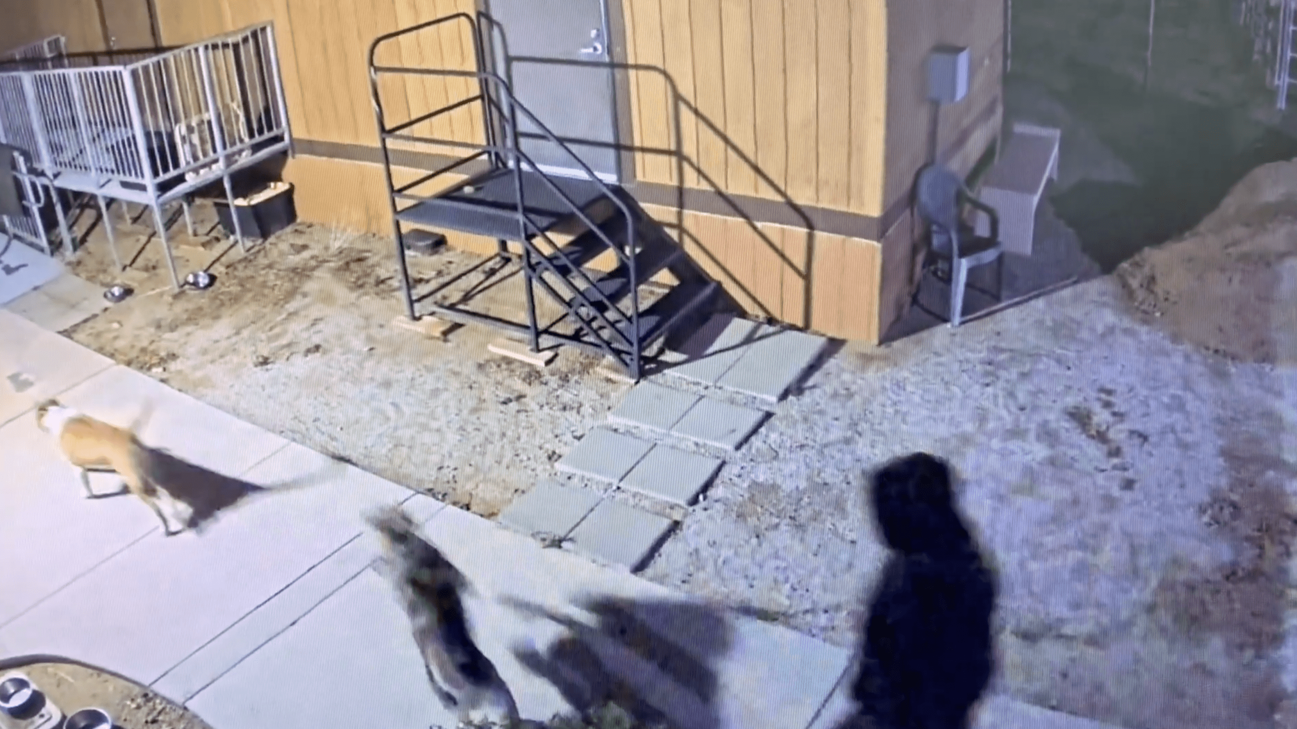 Video captured two people stealing three dogs from a Jurupa Valley animal shelter on April 24, 2022. (Riverside County Animal Services)