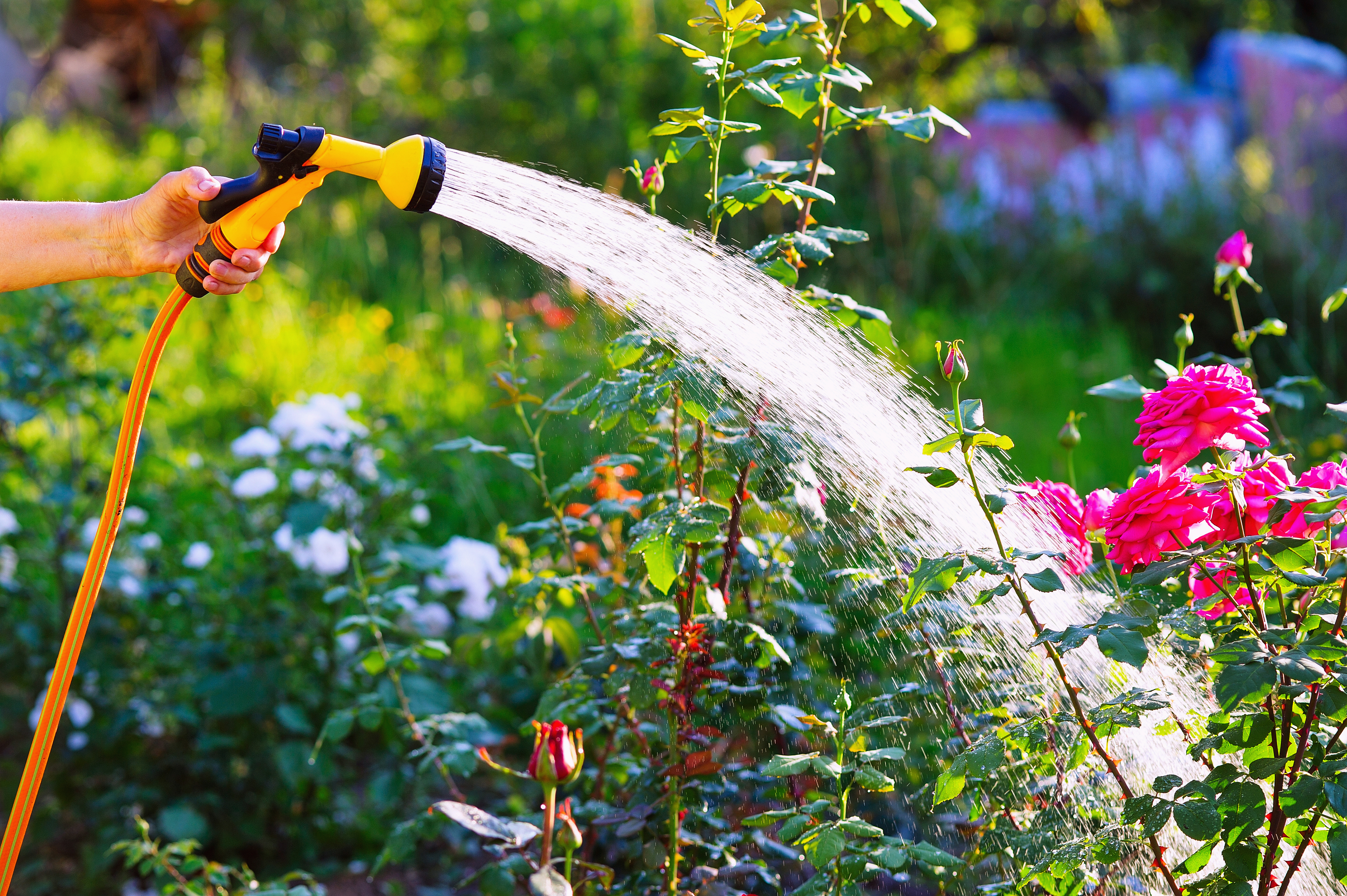 A woman waters her garden in this undated file photo. (Getty Images)