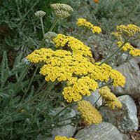 Moonshine Yarrow.(Metropolitan Water District of Southern California)