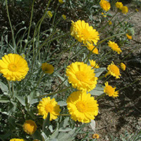 Desert Marigold.(Metropolitan Water District of Southern California)