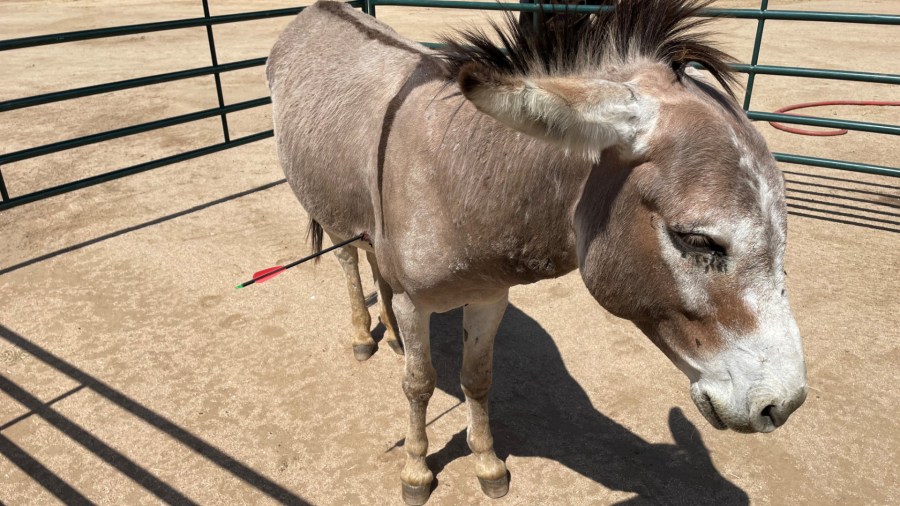 Riverside County Department of Animal Services on May 4, 2022, shared this image of a burro that was shot with an arrow.