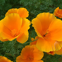 California poppy. (Metropolitan Water District of Southern California)