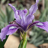 Douglas Iris. (Metropolitan Water District of Southern California)