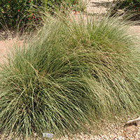 Deer Grass. (Metropolitan Water District of Southern California)